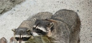 Донецкие охотники подавляют бешенство среди лис