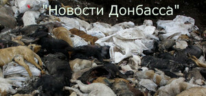 В Донецке сотни собачьих трупов скинули гнить в яму 