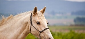На месте ипподрома теперь будет бизнес-центр?