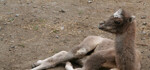 В Одесском зоопарке родились косулята и верблюжонок: фото милашек