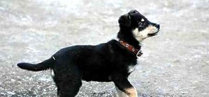 За месяц успели стерилизовать 600 собак, но правый берег пока только на очереди