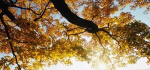 Сегодня харьковчане могут предсказывать осеннюю погоду