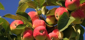 Яблочный Спас: интересные блюда к празднику