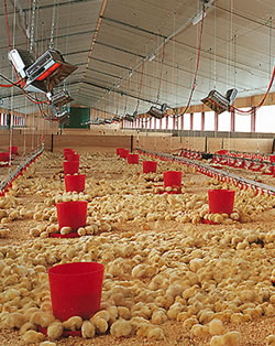 Харьковская земля покрылась куриным пометом