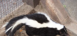 В Одесском зоопарке появились новые милые, но вонючие зверьки