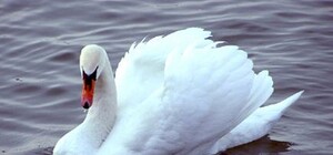 В Киеве на озере поселился лебедь