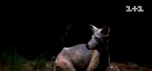 В Донецкой области хозяйничает чупакабра: душит кроликов и пугает людей