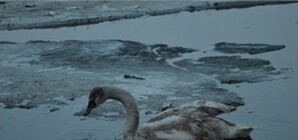 На Оболони спасатели достали из реки раненого лебедя