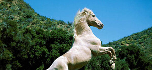 Конные прогулки в Запорожье: проверено на себе