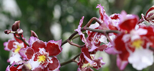 В Доме природы пройдет выставка орхидей