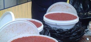 На берегу Большой Каменки пограничники собрали 80 килограмм красной икры