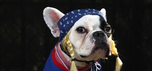 Пчелопес, собака-куртизанка и пес-колдун: в Донецке прошел собачий карнавал