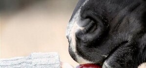 Гадание на яблоках: теплое лето и трудное чемпионство “Шахтера”