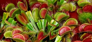 В Доме природы покажут экзотические растения-хищники и 