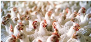 Крупнейшие птицефабрики Донбасса закрываются: достали выходки 