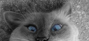 Зрозумій свого кота:  чому варто відвідати одну незвичайну виставку