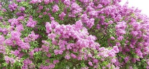 В ботсаду сегодня отпразднуют День Матери