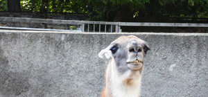 Доза умиления на весь день - поход в Одесский зоопарк