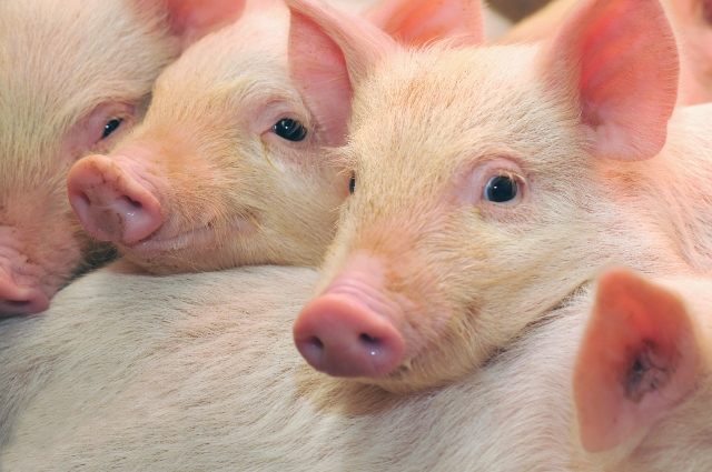 Новость - События - Полтавские свинофермы находятся в зоне риска
