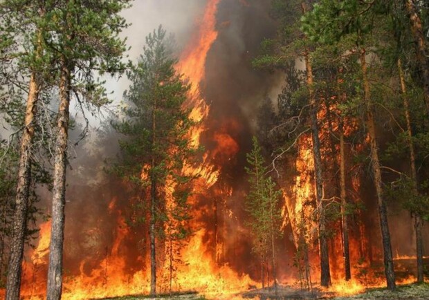 Новость - События - Полтавчан просят поменьше поджигать лес