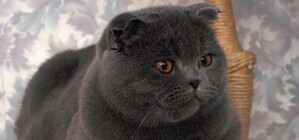 У Львові відбулася міжнародна виставка котів (фото)