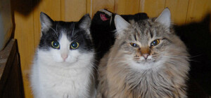 Мер Львова пообіцяв вчасно розпочати опалювальний сезон