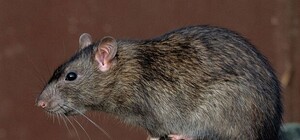 У будинках львів'ян починають травити щурів: деталі