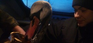 Львівські рятувальники врятували лебедя, який впав у рів з багнюкою