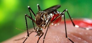Говорит киевская СЭС: появится ли вирус Зика в столице