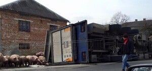 Курйоз: у Львівській області перевернулась фура зі свинями (фото)