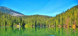 Уряд заборонив вирубувати карпатські ліси (постанова)