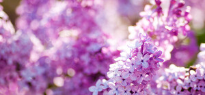 Киевлян приглашают на фестиваль сирени: где, когда, почем