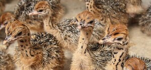 Фото дня: в Полтаве появились милые страусята