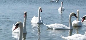 Приходи любоваться: в пруд полтавского дендропарка выпустили лебедей Петра и Наталью