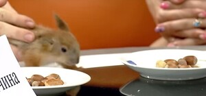 Запорожская белка спрогнозировала результаты матча Украина-Германия