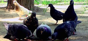 Кошерно живем: запорожских голубей кормят гречкой