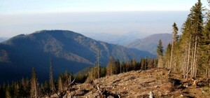 В мережі з'явилась інтерактивна карта вирубки Карпат