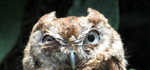 Ищи гнездо: в столичном зоопарке посадят USB-дерево