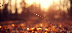 Опавшие листья в Запорожье уберут не скоро: узнай, когда