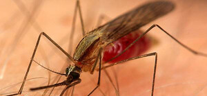 Съездил в командировку: харьковчанин привез из Нигерии малярию