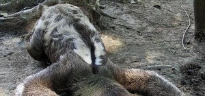 Не парься: украинские программисты создали приложение для ленивых ухажеров