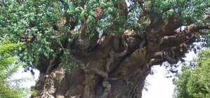 Фотофакт: на Березняках обнаружили 