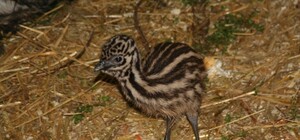 Умиление: в одесском зоопарке родились очаровательные малыши