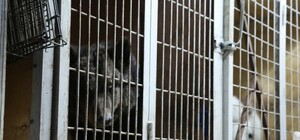 Заборону відмінили: у Львові знову гастролюватимуть пересувні цирки