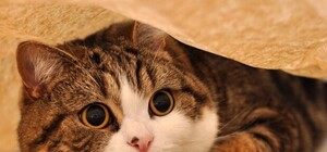 Намурчал: кот попал в Книгу рекордов Гиннеса