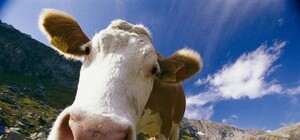 Будь в курсе: в Крыму обнаружили бешеных коров