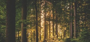 Больше красоты: в Киеве отремонтируют еще два парка