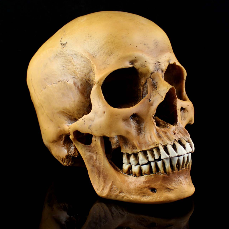 Новость - События - Под Полтавой нашли человеческий череп