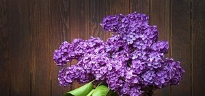 Фотофакт: в Крыму в сентябре зацвела сирень