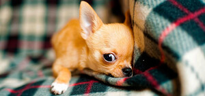 Слухи города: симферопольские бомжи начали отлов бродячих животных